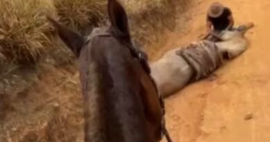 Prisão de homem que mutilou cavalo em Bananal