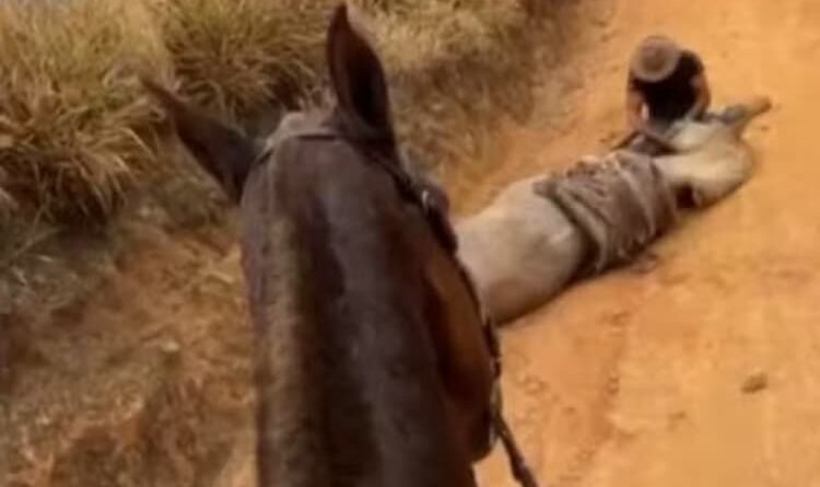 Prisão de homem que mutilou cavalo em Bananal