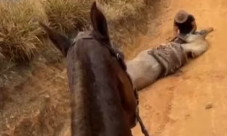 Homem que mutilou cavalo em Bananal é preso em operação contra tráfico de drogas